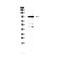 Angiomotin Like 2 antibody, PA5-78770, Invitrogen Antibodies, Western Blot image 