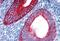 Keratin 19 antibody, MBS245294, MyBioSource, Immunohistochemistry frozen image 