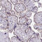 MPC2 antibody, HPA056091, Atlas Antibodies, Immunohistochemistry frozen image 