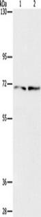 Intraflagellar Transport 74 antibody, TA351088, Origene, Western Blot image 
