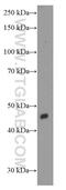 Inhibin beta A chain antibody, 60352-1-Ig, Proteintech Group, Western Blot image 