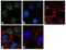 Jumonji And AT-Rich Interaction Domain Containing 2 antibody, 711445, Invitrogen Antibodies, Immunofluorescence image 