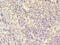 Plastin-2 antibody, CSB-PA012824YA01HU, Cusabio, Immunohistochemistry frozen image 