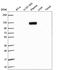 Exportin For TRNA antibody, HPA057602, Atlas Antibodies, Western Blot image 