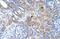 PMEL antibody, NBP1-69571, Novus Biologicals, Immunohistochemistry frozen image 
