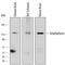Amphiphysin antibody, AF6527, R&D Systems, Western Blot image 