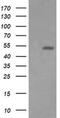 ETS Transcription Factor ERG antibody, MA5-26261, Invitrogen Antibodies, Western Blot image 