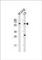 Proto-oncogene tyrosine-protein kinase Yes antibody, PA5-72233, Invitrogen Antibodies, Western Blot image 