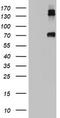 Gp110 antibody, CF802851, Origene, Western Blot image 