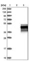 Protein Phosphatase, Mg2+/Mn2+ Dependent 1K antibody, PA5-54268, Invitrogen Antibodies, Western Blot image 