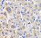Cbl Proto-Oncogene B antibody, FNab01318, FineTest, Immunohistochemistry paraffin image 