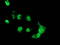 MAGE Family Member B18 antibody, TA502493, Origene, Immunofluorescence image 