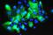 Protein S100-A7 antibody, A02369-1, Boster Biological Technology, Immunofluorescence image 