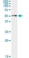 Angiopoietin-related protein 4 antibody, LS-C139056, Lifespan Biosciences, Immunoprecipitation image 