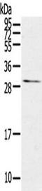 Vegi antibody, TA351829, Origene, Western Blot image 