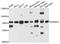 ADAM Metallopeptidase Domain 33 antibody, A8265, ABclonal Technology, Western Blot image 
