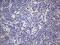 Leucine Rich Repeat Containing 74A antibody, NBP2-46591, Novus Biologicals, Immunohistochemistry frozen image 