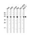 Ribosomal Protein L4 antibody, 61-256, ProSci, Western Blot image 