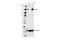 Nitric Oxide Synthase 3 antibody, 32027S, Cell Signaling Technology, Western Blot image 