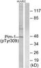 Proto-oncogene serine/threonine-protein kinase pim-1 antibody, GTX55311, GeneTex, Western Blot image 