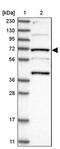 Kinesin Light Chain 4 antibody, PA5-56379, Invitrogen Antibodies, Western Blot image 