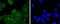 JunD Proto-Oncogene, AP-1 Transcription Factor Subunit antibody, NBP2-67861, Novus Biologicals, Immunocytochemistry image 