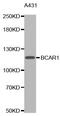 BCAR1 Scaffold Protein, Cas Family Member antibody, MBS125673, MyBioSource, Western Blot image 