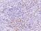VSP antibody, 201424-T08, Sino Biological, Immunohistochemistry frozen image 
