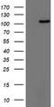 Tripartite Motif Containing 24 antibody, TA802795BM, Origene, Western Blot image 