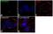 CDK5 Regulatory Subunit Associated Protein 2 antibody, 702394, Invitrogen Antibodies, Immunocytochemistry image 