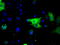 Bruton Tyrosine Kinase antibody, LS-C115157, Lifespan Biosciences, Immunofluorescence image 