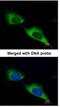 Myotubularin-related protein 9 antibody, NBP1-31078, Novus Biologicals, Immunofluorescence image 