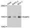 Receptor activity-modifying protein 2 antibody, MBS127450, MyBioSource, Western Blot image 