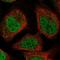 Methyl-CpG Binding Domain Protein 6 antibody, HPA038949, Atlas Antibodies, Immunocytochemistry image 