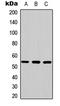 Mitogen-Activated Protein Kinase 9 antibody, LS-C356173, Lifespan Biosciences, Western Blot image 