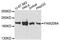 Transcription Activation Suppressor antibody, LS-C748248, Lifespan Biosciences, Western Blot image 