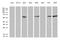 Serine/threonine-protein phosphatase 2B catalytic subunit beta isoform antibody, LS-C799040, Lifespan Biosciences, Western Blot image 