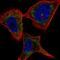 PLXNC1 antibody, HPA066899, Atlas Antibodies, Immunocytochemistry image 
