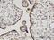 Protein Hook homolog 3 antibody, H00084376-M04, Novus Biologicals, Immunohistochemistry frozen image 