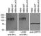 Potassium Calcium-Activated Channel Subfamily M Alpha 1 antibody, 73-408, Antibodies Incorporated, Western Blot image 