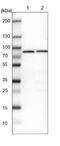 Glycyl-TRNA Synthetase antibody, NBP1-85534, Novus Biologicals, Western Blot image 