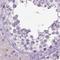 Lengsin antibody, NBP1-93715, Novus Biologicals, Immunohistochemistry paraffin image 