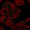 ATRX Chromatin Remodeler antibody, HPA064684, Atlas Antibodies, Immunofluorescence image 