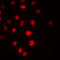 Cell division cycle protein 16 homolog antibody, LS-C354590, Lifespan Biosciences, Immunofluorescence image 