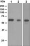 Protein SCAI antibody, ab124688, Abcam, Western Blot image 