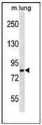 Leucine Rich Repeat And Sterile Alpha Motif Containing 1 antibody, AP52550PU-N, Origene, Western Blot image 