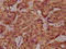 Serine Peptidase Inhibitor, Kazal Type 9 antibody, LS-C681443, Lifespan Biosciences, Immunohistochemistry paraffin image 