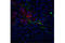 Hypocretin Neuropeptide Precursor antibody, 16743S, Cell Signaling Technology, Immunofluorescence image 