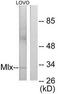 Max-like protein X antibody, TA314604, Origene, Western Blot image 