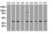 Mitogen-Activated Protein Kinase 1 antibody, LS-C784292, Lifespan Biosciences, Western Blot image 